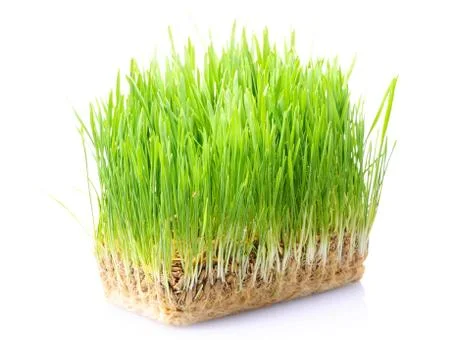 Grass in soil Stock Photos