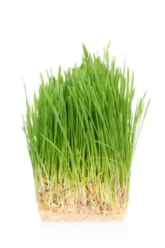 Grass in soil Stock Photos
