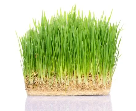 Grass in soil Stock Photos