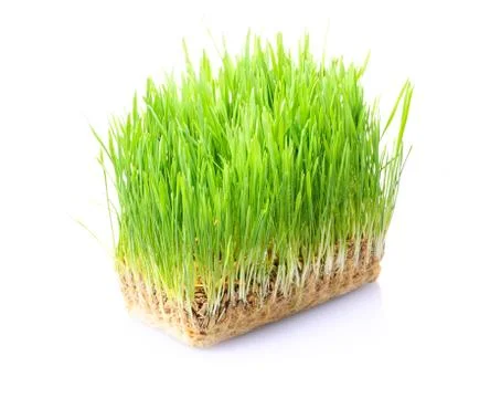 Grass in soil Stock Photos