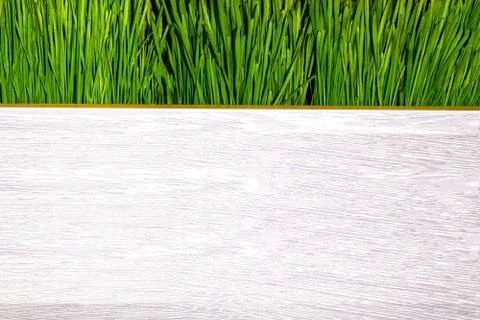 Grass with space for text Stock Photos