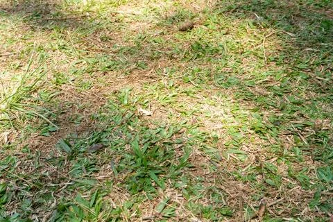 The grass is sparse, with irregular brown, dried out areas Stock Photos