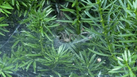 Grass Spider Ambushes Passing Bug 4K Stock Footage 94258953