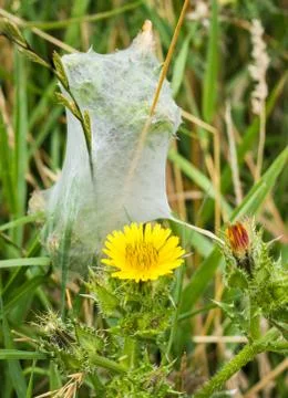 Grass spiders nest Stock Photos