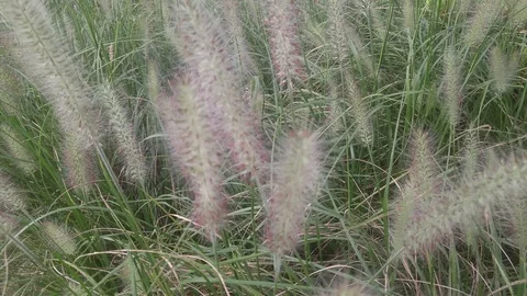 Grass spike Stock Footage 97252580