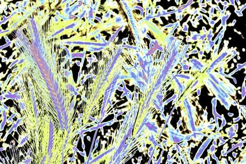 Grass spike grunge pattern Stock Photos