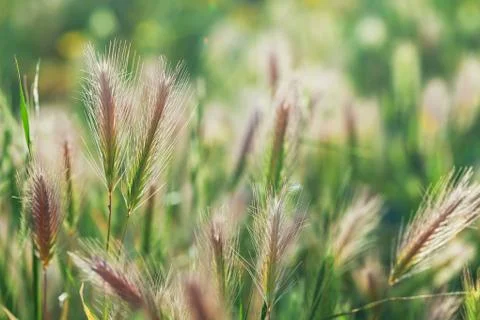 Grass spikelet on the field at sunset, close-up Stock Photos