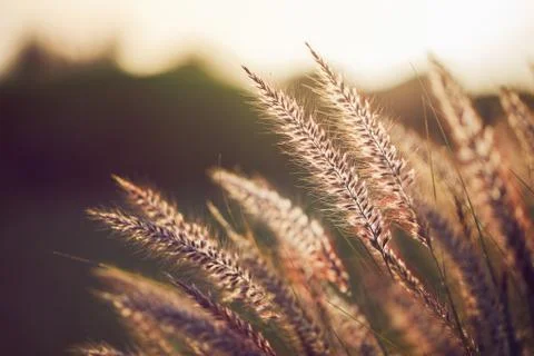 Grass spikelet on the field at sunset, close-up Foto stock