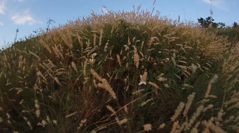 Grass with spikelets in the last rays Stock Footage 51572783