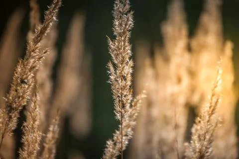 Grass, Spikelets, Sun, Abstraction 库存照片