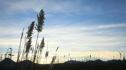 Grass spikelets in the wind Stock Footage 10841175