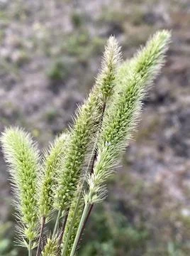 Grass Spikes Close-up Stock Photos
