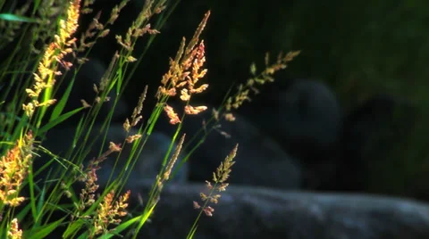  Grass spikes  Stock-Footage 27283878