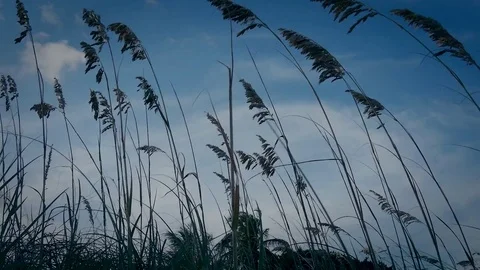 Grass spikes Video stock 77720963