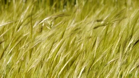 Grass spikes moved by the wind Stock Footage 235984505