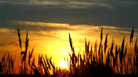 Grass spikes weaving in the wind at sunset Stock Footage 161992378
