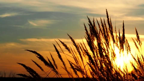 Grass spikes weaving in the wind at sunset Stock Footage 162340937