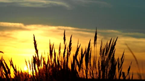 Grass spikes weaving in the wind at sunset Stock Footage 170626516