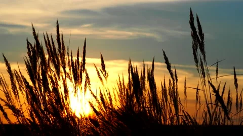 Grass spikes weaving in the wind at sunset Stock Footage 171153298