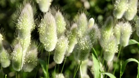Grass spikes on the wind Stock Footage 235984519