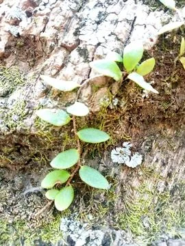 Grass spreads at the base of the tree Stock Photos