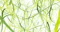 Grass, spring - abstract background HD Footage