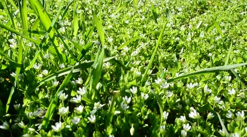 Grass in the spring Stock Footage 49415814
