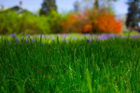 Grass in spring Foto stock