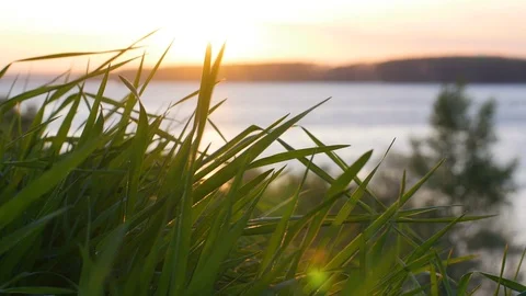 Grass In The Spring Sunrise With Water Behind Stock Footage 88712537