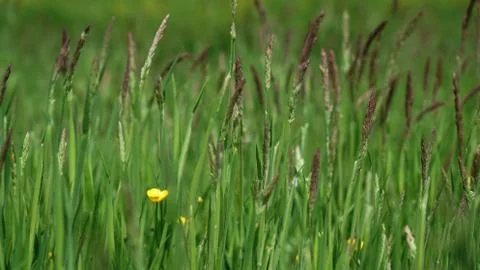 Grass in springtime. Photos