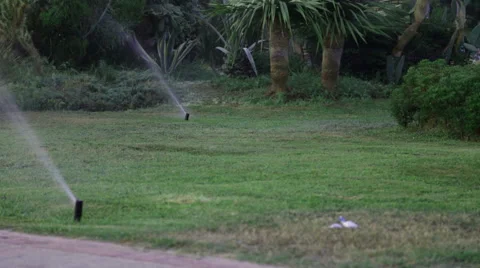 Grass Sprinkler watering Stock Footage 40052754