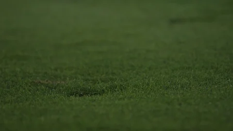 Grass Sprinklers 1 Stock Footage 108339014