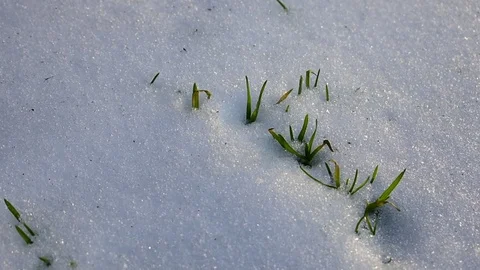 Grass sprouted through snow Stock Footage 122269973