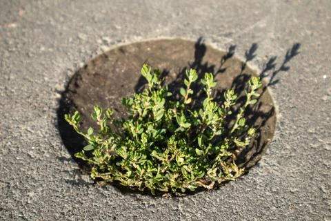 Grass sprouting from a round hole in the pavement Stock Photos