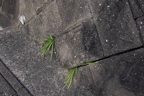Grass sprouting through concrete on the sidewalk. Stock Photos
