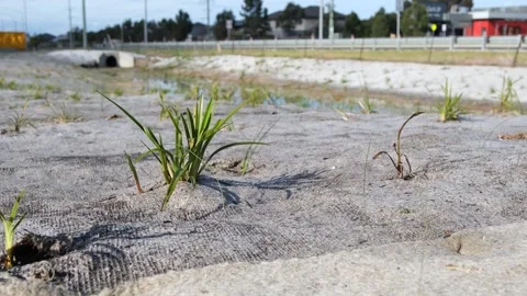 Grass sprouting through erosion control matting at stormwater drainage channel. Vídeos de archivo 312423338