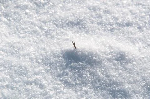 Grass sprouting through snow Stock Photos