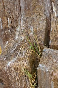 Grass sprouts between weathered timbers, highlighting the resilience of nat.. Stock Photos