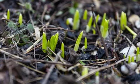 Grass sprouts break through dry leaves. Macro image of spring sprouts Stock Photos