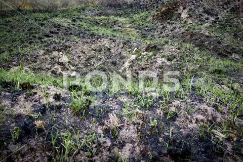 The grass sprouts on the burnt ground Stock Photos