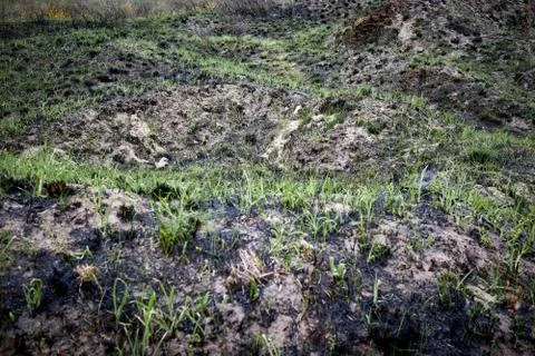 The grass sprouts on the burnt ground Stock Photos