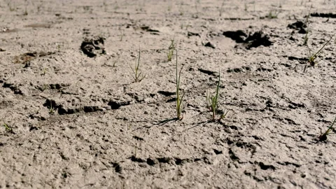 Grass sprouts grow in the bed of a dried up lake Видео 203927968