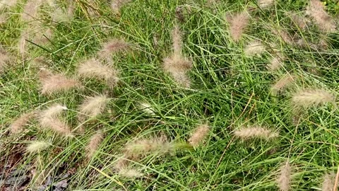 Grass sprouts move in the wind in the village close-up. Natural nature. Stock Footage 230998564