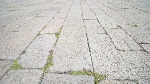 Grass sprouts through old grey slabs of city pavement Stock Footage 162575353