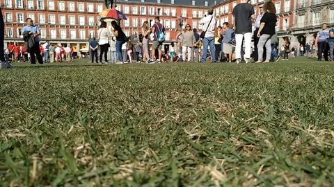 Grass on the square Stock Footage 84802885