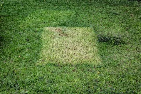 Grass square Stock Photos