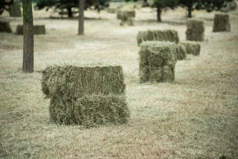 Grass squares stacked in a fields Stock Photos