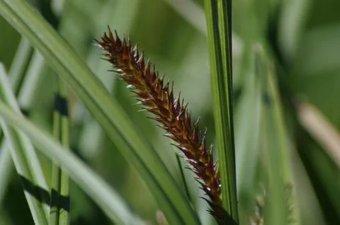 Grass Stalk Foto stock