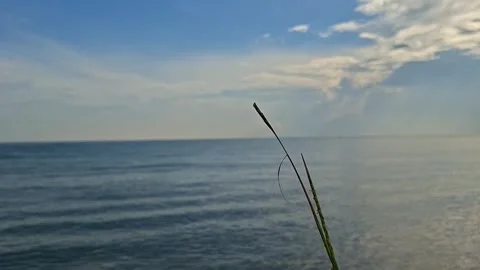 Grass stalks blown by the wind with a background of calm sea waves and clou.. Stock Footage 336806758