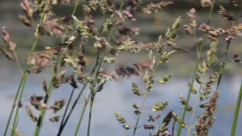Grass stalks close-up Vídeo Stock 77198396